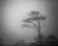 Foggy Morning on Collington Island – February 2020 #37881