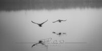 Foggy Morning on Collington Island – February 2020 #37882