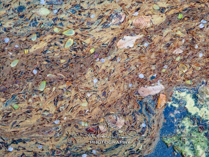 Crim Dell Surface Art – April 2022