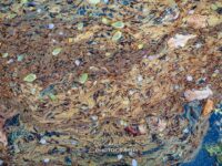 Crim Dell Surface Art – April 2022 #41130