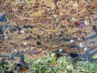 Crim Dell Surface Art – April 2022 #41131