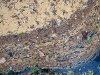 Crim Dell Surface Art – April 2022 #41133