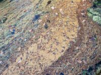 Crim Dell Surface Art – April 2022 #41134