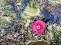 Crim Dell Surface Art – April 2022 #41136