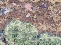 Crim Dell Surface Art – April 2022 #41137