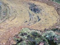 Crim Dell Surface Art – April 2022 #41141