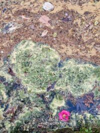 Crim Dell Surface Art – April 2022 #41143