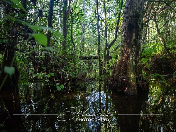 Clyde Butchers Big Cypress – July 2022 #78301