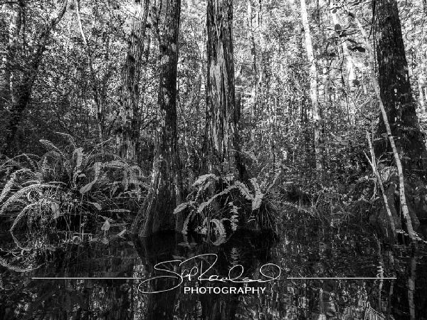 Clyde Butchers Big Cypress – July 2022 #78304