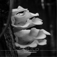 Clyde Butchers Big Cypress – July 2022 #78311