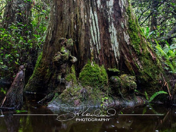 Clyde Butchers Big Cypress – July 2022 #78317