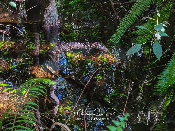 Clyde Butchers Big Cypress – July 2022 #78335