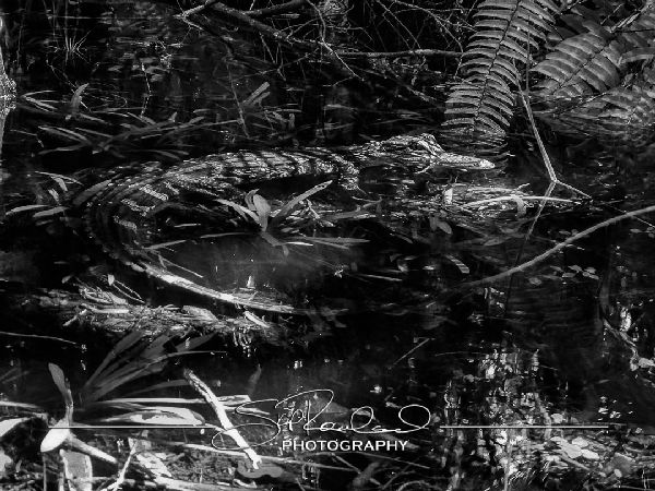 Clyde Butchers Big Cypress – July 2022 #78336