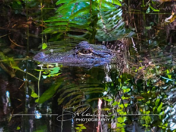 Clyde Butchers Big Cypress – July 2022 #78337