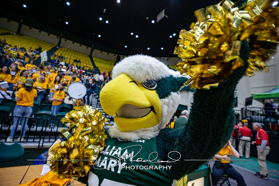MBB Gold Rush – 2023 #115022